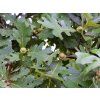 Quercus macrocarpa 02