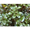 Ilex%20meserveae%20Heckenpracht%2001