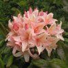 Rhododendron%20KH%20Channel02s