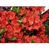 Azalea%20Geisha%20Orange%2001