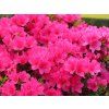 Azalea%20Anne%20Frank%2001