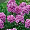 phlox eva cullum