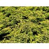 Juniperus%20communis%20Goldschatz%2001
