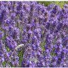 lavandula Lullaby b.1m1