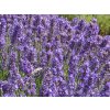 Lavandula%20angustifolia%20Lullaby%20Blue%2004