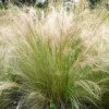stipa pony tails1m1