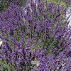 lavandula imper.g1m1