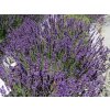 Lavandula%20angustifolia%20Imperial%20Gem%2001