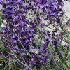 lavandula miss daw.1m1