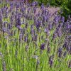 lavandula hidcote g.1m1