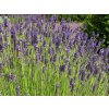 Lavandula%20intermedia%20Hidcote%20Giant%2001