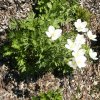 Anemone sylvestris1m1