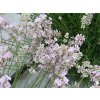 Lavandula%20angustifolia%20Little%20Lottie%2001