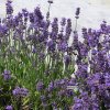 lavandula felice1m1