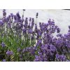 Lavandula%20angustifolia%20Felice%2002