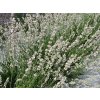 Lavandula%20angustifolia%20Melissa%2003