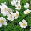 Anemone sylvestriss