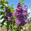 Syringa%20vulgaris%20Sensation%2001