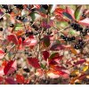 aronia%20aron%202