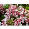 Kalmia%20latifolia%20Carousel%2001