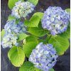 hydrangea%20lavbla