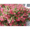 weigela%20red%20prince