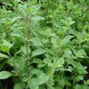 Origanum majorana