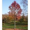 liquidambar%203