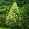 cryptomeria%20sekkan