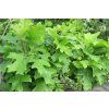 Quercus palustris Green Dwarf 01
