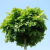quercus%20green%20dwarf%203