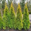 Thuja%20Golden%20Smaragd01