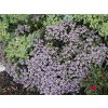 Thymus%20vulgaris%20Faustinii%2001