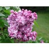 Syringa%20vulgaris%20K%20Havemeyer%2001
