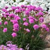 armeria%20armada%20rose