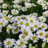 aster%20schneekissen