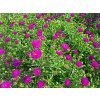Aster%20novi belgii%20Henry%20Pink01