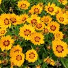 coreopsis yellou red 1m1