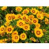 Coreopsis%20grandiflora%20Sunfire%20Yellow%20Red%2004