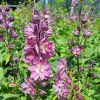 Delphinium Pink White Bee02s