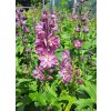Delphinium%20Pink%20White%20Bee02