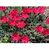 Dianthus%20gratianopolitanus%20Badenia%20011