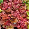 heuchera f.a.1m1