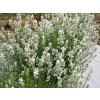 Lavandula angustifolia Arctic Snow 07