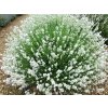 Lavandula angustifolia Arctic Snow 04