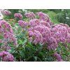 Eupatorium Riesecharm 03