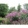Eupatorium Riesecharm 04