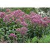 Eupatorium Riesecharm 05