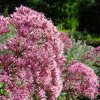 Eupatorium Riesecharm 03 1 1