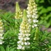 Lupinus Noble Maiden